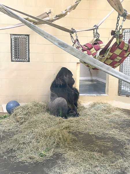 Gorilla in an enclosure at Riverbanks Zoo in Columbia, SC