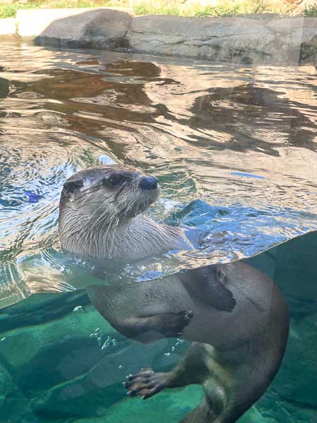 Otter swimming in water at Riverbanks Zoo in Columbia, SC