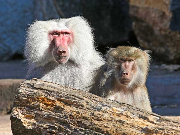 Baboons at Riverbanks Zoo in Columbia, SC