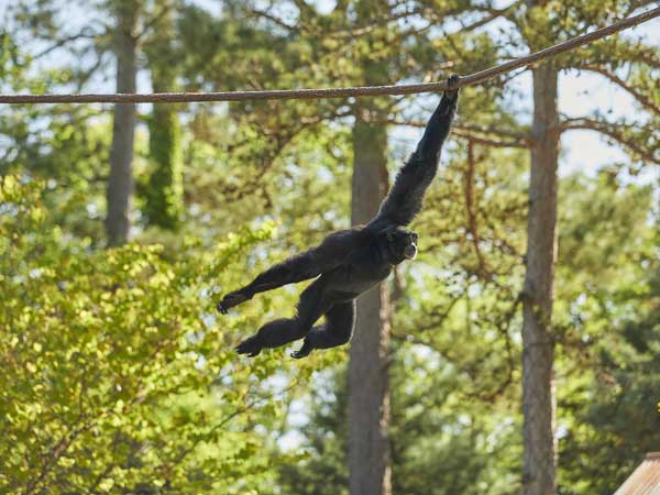 Siamang swinging at Riverbanks Zoo in Columbia, SC